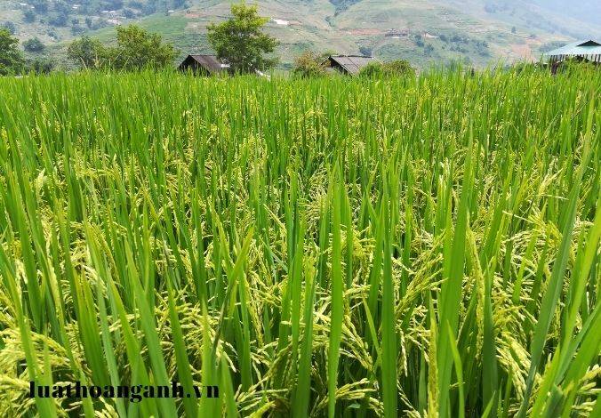 Khái niệm đất trồng lúa? Quy định của luật đất đai đối với đất trồng lúa?