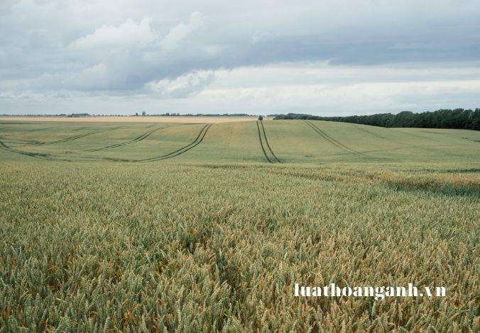 Thời hạn sử dụng đất được xác định như thế nào? Thời hạn sử dụng đất khi nhận chuyển quyền sử dụng đất là gì?