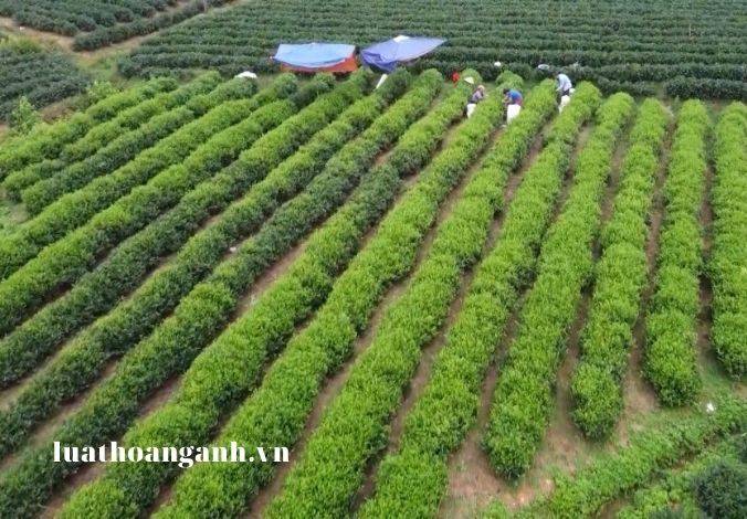 Thông báo tổ chức lễ hội như thế nào? 