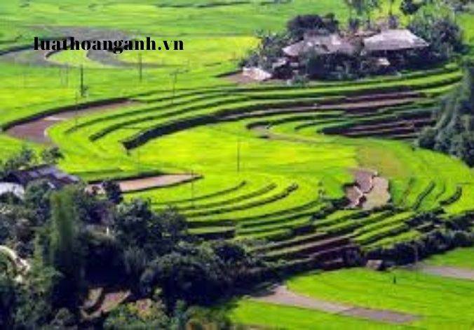 Chất lượng thuốc cổ truyền?