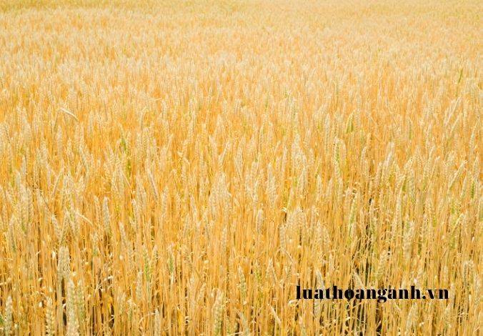 Hoạt động xuất bản bản đồ là gì?