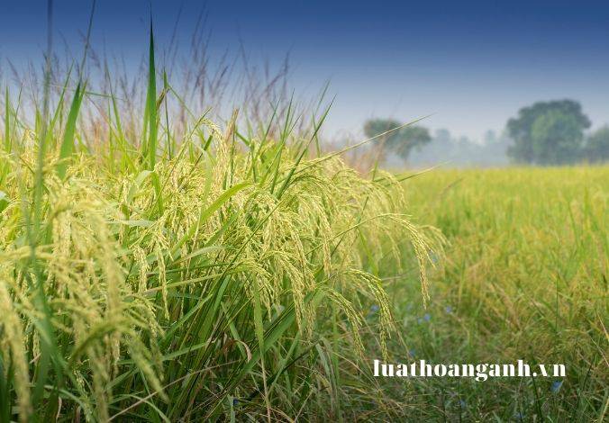 Nguyên tắc hợp tác quốc tế về tài nguyên, môi trường biển và hải đảo là gì?