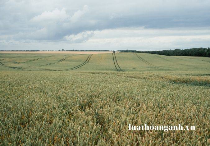 Hình thức khai thác và sử dụng dữ liệu ảnh viễn thám là gì?