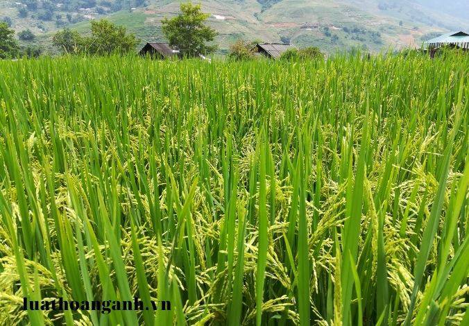 Giá 1m2 đất tính thuế sử dụng đất phi nông nghiệp là bao nhiêu?